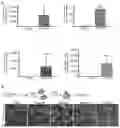 Fig. 01 - MYOMERGER POLYPEPTIDES, NUCLEIC ACID MOLECULES, CELLS, AND RELATED METHODS