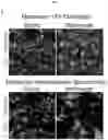 Fig. 05 - MYOMERGER POLYPEPTIDES, NUCLEIC ACID MOLECULES, CELLS, AND RELATED METHODS