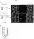 Fig. 06 - MYOMERGER POLYPEPTIDES, NUCLEIC ACID MOLECULES, CELLS, AND RELATED METHODS