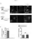 Fig. 07 - MYOMERGER POLYPEPTIDES, NUCLEIC ACID MOLECULES, CELLS, AND RELATED METHODS