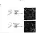 Fig. 08 - MYOMERGER POLYPEPTIDES, NUCLEIC ACID MOLECULES, CELLS, AND RELATED METHODS