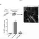 Fig. 09 - MYOMERGER POLYPEPTIDES, NUCLEIC ACID MOLECULES, CELLS, AND RELATED METHODS
