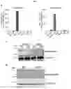 Fig. 11 - MYOMERGER POLYPEPTIDES, NUCLEIC ACID MOLECULES, CELLS, AND RELATED METHODS