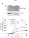 Fig. 12 - MYOMERGER POLYPEPTIDES, NUCLEIC ACID MOLECULES, CELLS, AND RELATED METHODS