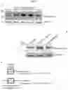 Fig. 13 - MYOMERGER POLYPEPTIDES, NUCLEIC ACID MOLECULES, CELLS, AND RELATED METHODS