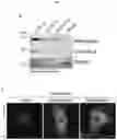 Fig. 14 - MYOMERGER POLYPEPTIDES, NUCLEIC ACID MOLECULES, CELLS, AND RELATED METHODS