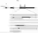 Fig. 15 - MYOMERGER POLYPEPTIDES, NUCLEIC ACID MOLECULES, CELLS, AND RELATED METHODS