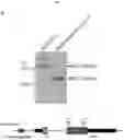 Fig. 16 - MYOMERGER POLYPEPTIDES, NUCLEIC ACID MOLECULES, CELLS, AND RELATED METHODS