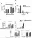 Fig. 18 - MYOMERGER POLYPEPTIDES, NUCLEIC ACID MOLECULES, CELLS, AND RELATED METHODS