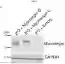 Fig. 20 - MYOMERGER POLYPEPTIDES, NUCLEIC ACID MOLECULES, CELLS, AND RELATED METHODS