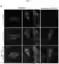 Fig. 22 - MYOMERGER POLYPEPTIDES, NUCLEIC ACID MOLECULES, CELLS, AND RELATED METHODS