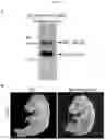 Fig. 23 - MYOMERGER POLYPEPTIDES, NUCLEIC ACID MOLECULES, CELLS, AND RELATED METHODS