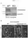 Fig. 24 - MYOMERGER POLYPEPTIDES, NUCLEIC ACID MOLECULES, CELLS, AND RELATED METHODS