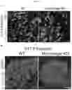 Fig. 26 - MYOMERGER POLYPEPTIDES, NUCLEIC ACID MOLECULES, CELLS, AND RELATED METHODS