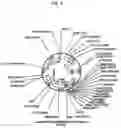Fig. 43 - PANTIDS FOR TREATMENT OF AUTOIMMUNE DISORDERS