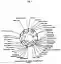 Fig. 44 - PANTIDS FOR TREATMENT OF AUTOIMMUNE DISORDERS