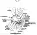 Fig. 45 - PANTIDS FOR TREATMENT OF AUTOIMMUNE DISORDERS
