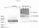 Fig. 48 - PANTIDS FOR TREATMENT OF AUTOIMMUNE DISORDERS