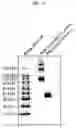 Fig. 52 - PANTIDS FOR TREATMENT OF AUTOIMMUNE DISORDERS