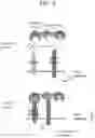 Fig. 04 - Tissue-specific Wnt signal enhancing molecules and uses thereof