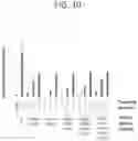 Fig. 12 - Tissue-specific Wnt signal enhancing molecules and uses thereof