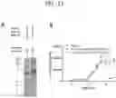 Fig. 13 - Tissue-specific Wnt signal enhancing molecules and uses thereof