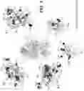 Fig. 11 - Recombinant factor VIII proteins