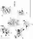 Fig. 12 - Recombinant factor VIII proteins
