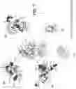 Fig. 14 - Recombinant factor VIII proteins