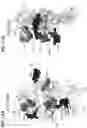 Fig. 19 - Recombinant factor VIII proteins