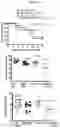 Fig. 12 - Antibody directed against clumping factor a (ClfA)