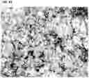 Fig. 29 - IMMUNOREGULATORY STRUCTURES FROM NORMALLY OCCURING PROTEINS