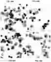 Fig. 30 - IMMUNOREGULATORY STRUCTURES FROM NORMALLY OCCURING PROTEINS