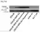 Fig. 11 - NOVEL USE OF REGULATORY T CELL-SPECIFIC SURFACE PROTEIN LRIG-1