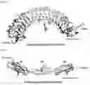 Fig. 02 - Binding molecule specific for Lrig-1 protein and use thereof