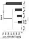 Fig. 06 - Binding molecule specific for Lrig-1 protein and use thereof