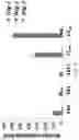 Fig. 08 - Binding molecule specific for Lrig-1 protein and use thereof