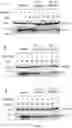 Fig. 13 - Oligonucleotides for reduction of PD-L1 expression