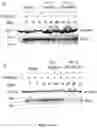 Fig. 14 - Oligonucleotides for reduction of PD-L1 expression