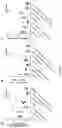 Fig. 16 - Oligonucleotides for reduction of PD-L1 expression