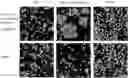 Fig. 01 - MULTISPECIFIC ANTIGEN BINDING PROTEINS
