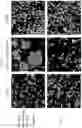 Fig. 02 - MULTISPECIFIC ANTIGEN BINDING PROTEINS