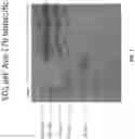 Fig. 08 - BISPECIFIC ANTIBODIES