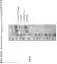 Fig. 25 - BISPECIFIC ANTIBODIES