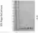 Fig. 29 - BISPECIFIC ANTIBODIES