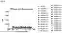 Fig. 23 - Anti-CD3 antibodies and uses thereof