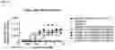 Fig. 24 - Anti-CD3 antibodies and uses thereof
