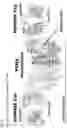 Fig. 41 - Anti-CD3 antibodies and uses thereof