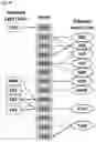 Fig. 46 - Anti-CD3 antibodies and uses thereof