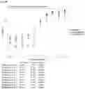 Fig. 74 - Anti-CD3 antibodies and uses thereof